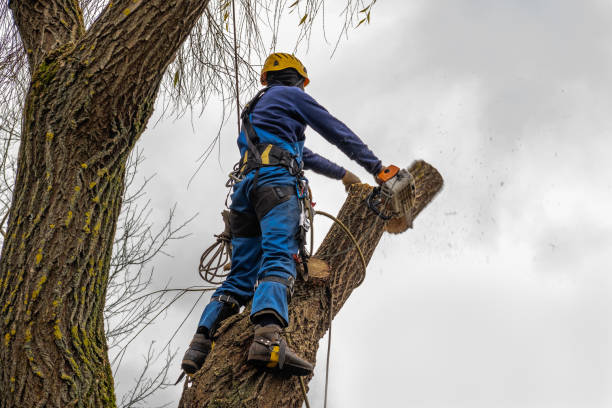  , USA Tree Service Pros